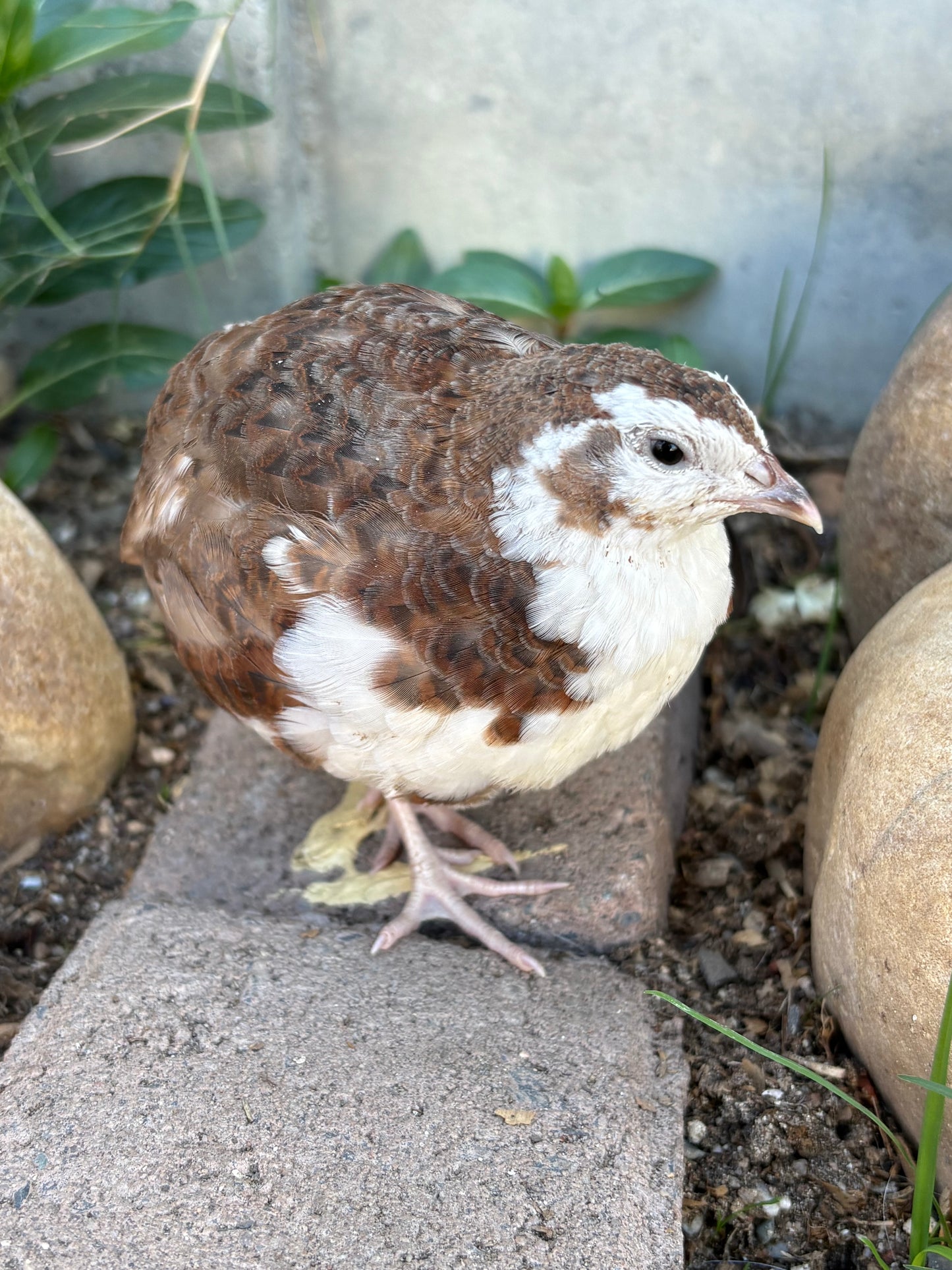 Anna the Charmingly Quiet Quail
