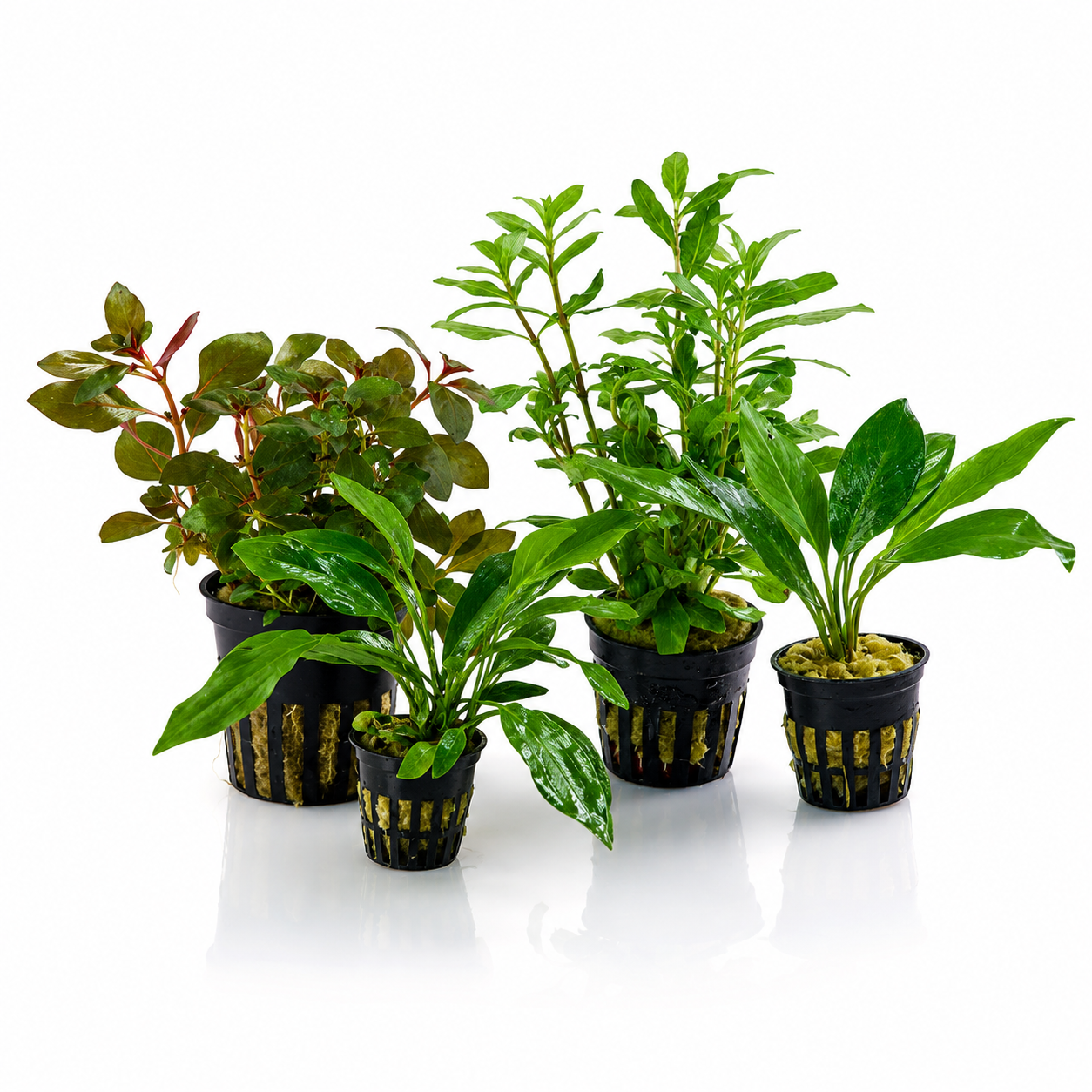 Small Assorted Aquatic Plants