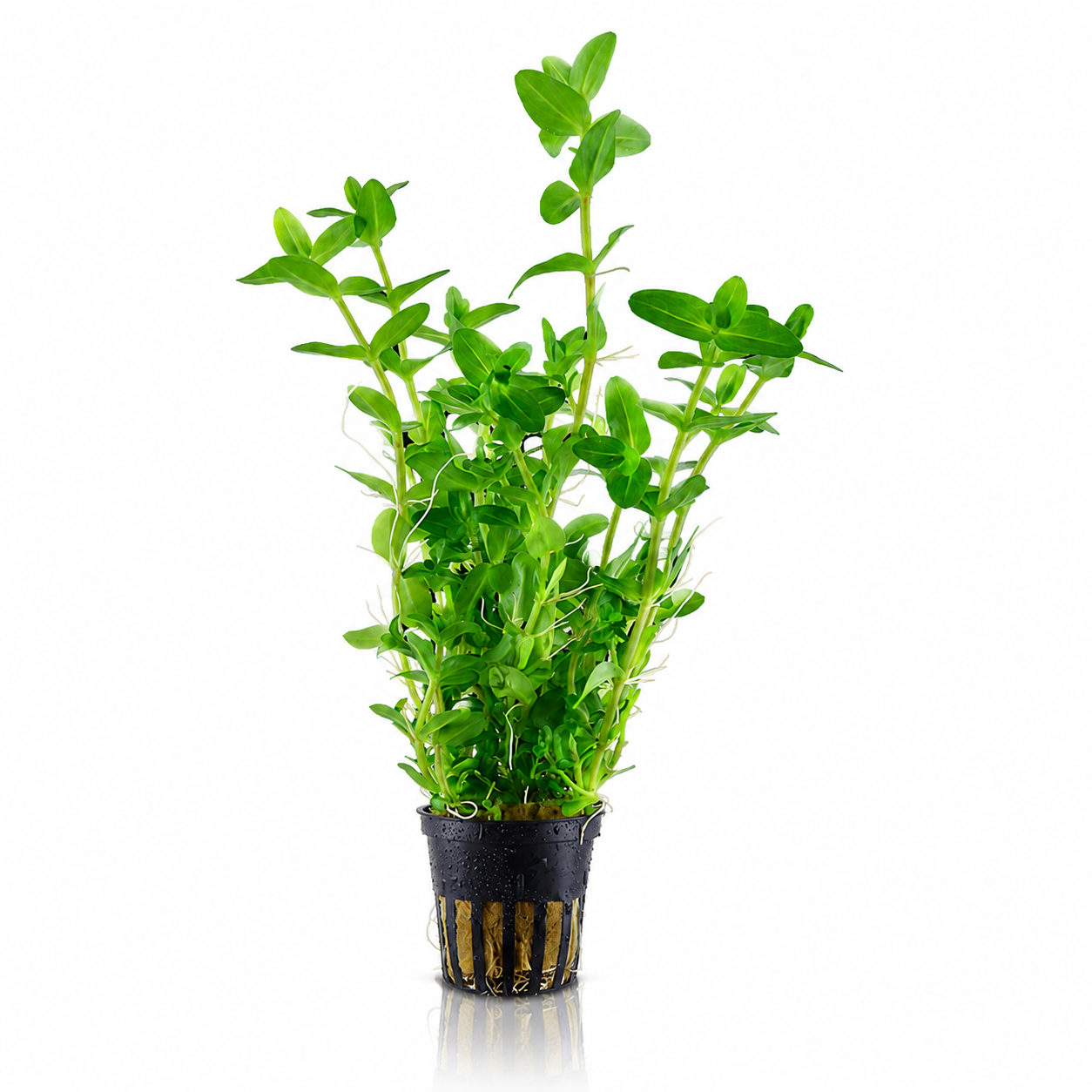 Bacopa Caroliniana Lemon Potted