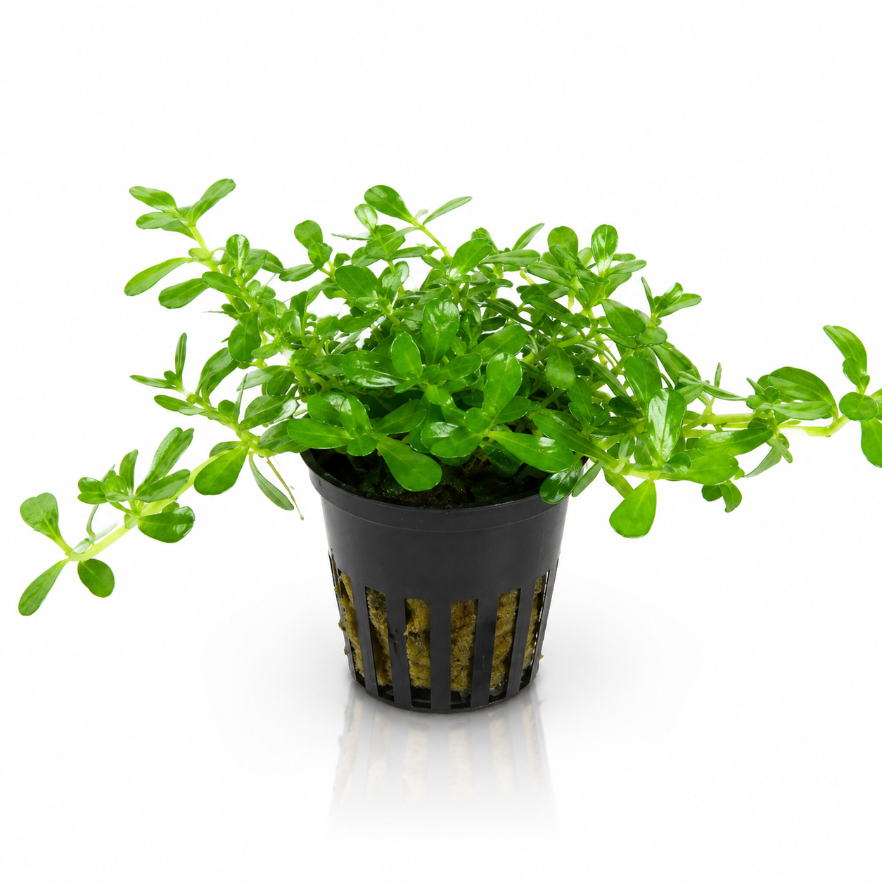 Bacopa Monnieri (Potted)
