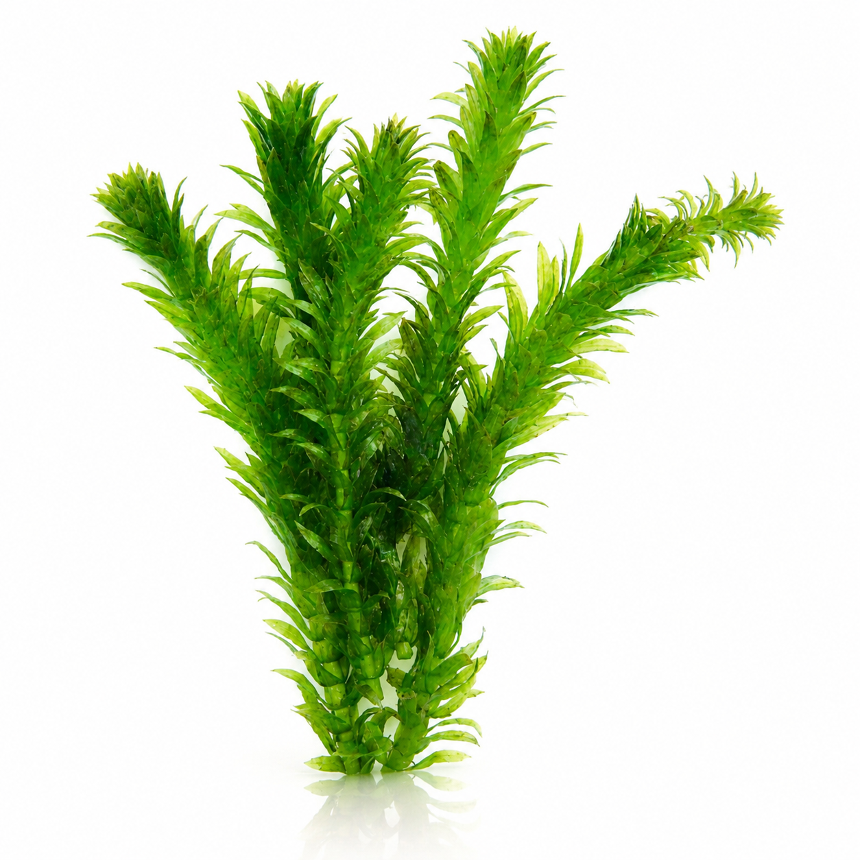 Elodea (Loose)