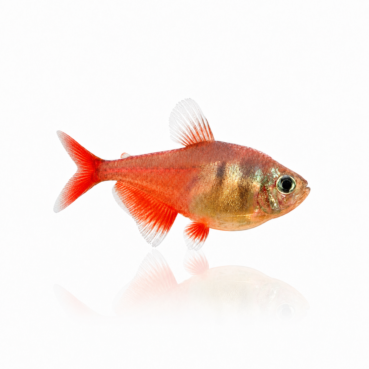 Rio Tetra