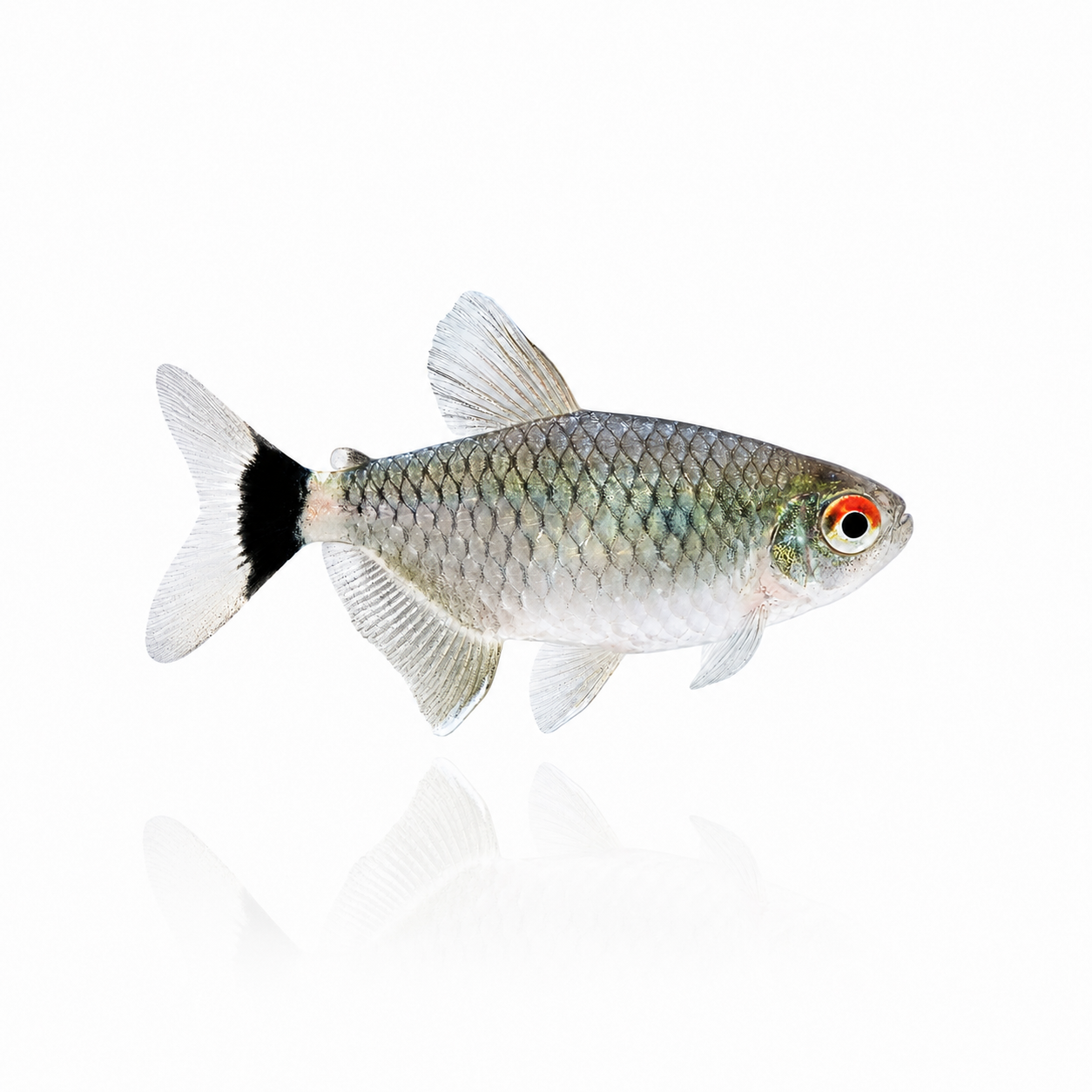 Red Eye Tetra