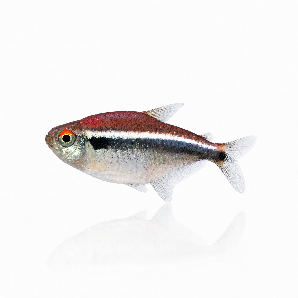 Black Neon Tetra