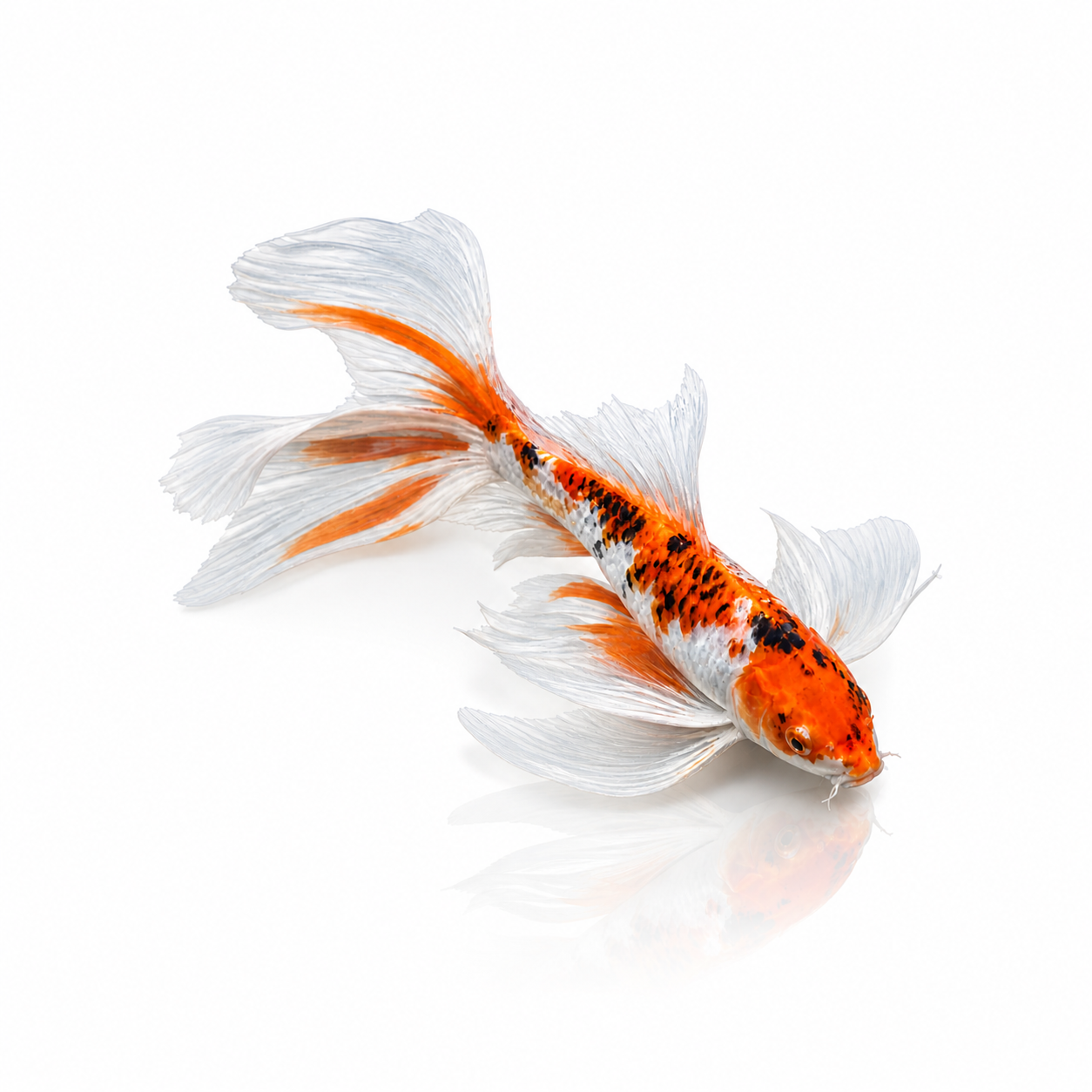 Standard Butterfly Koi