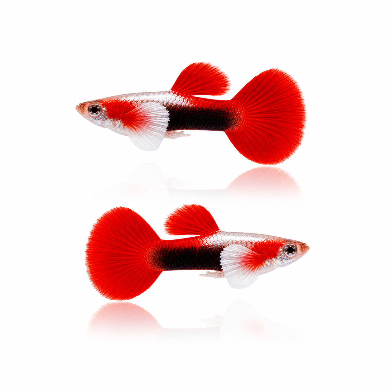 Red Tuxedo Guppy Males