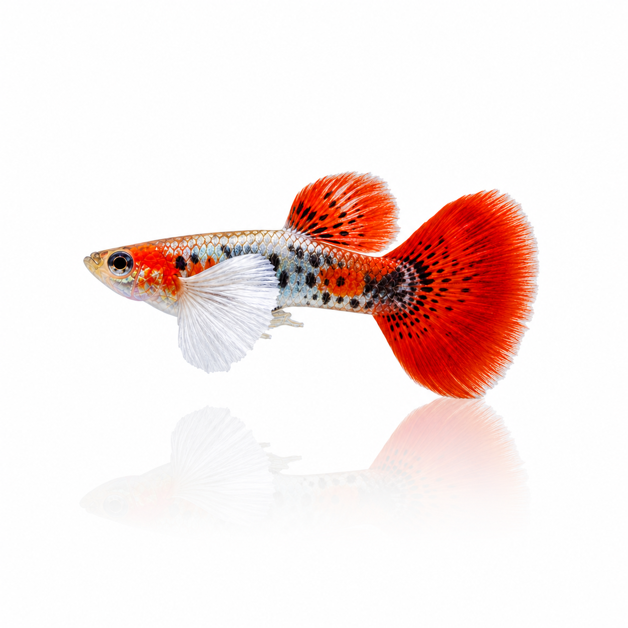Dumbo Koi Redtail Guppy Males