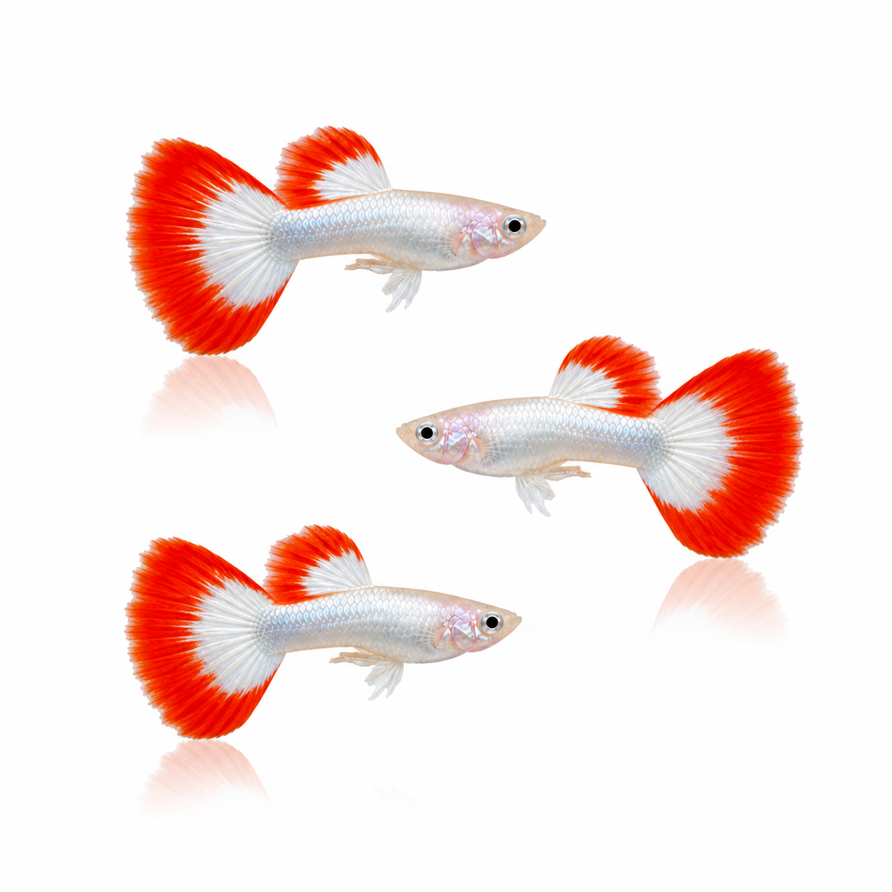 Kuhaku Guppy Males