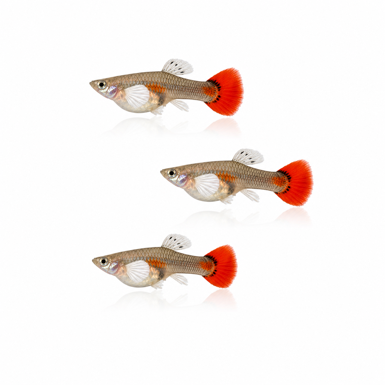 Dumbo Koi Redtail Guppy Females