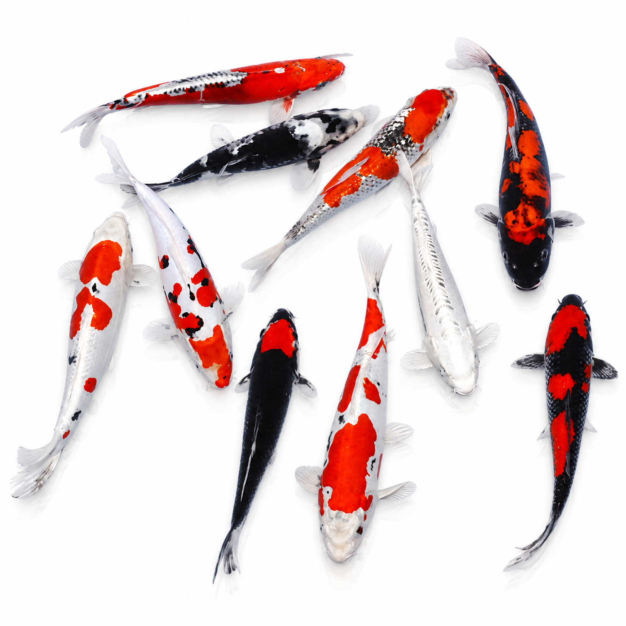 Assorted Koi (AA-Grade)