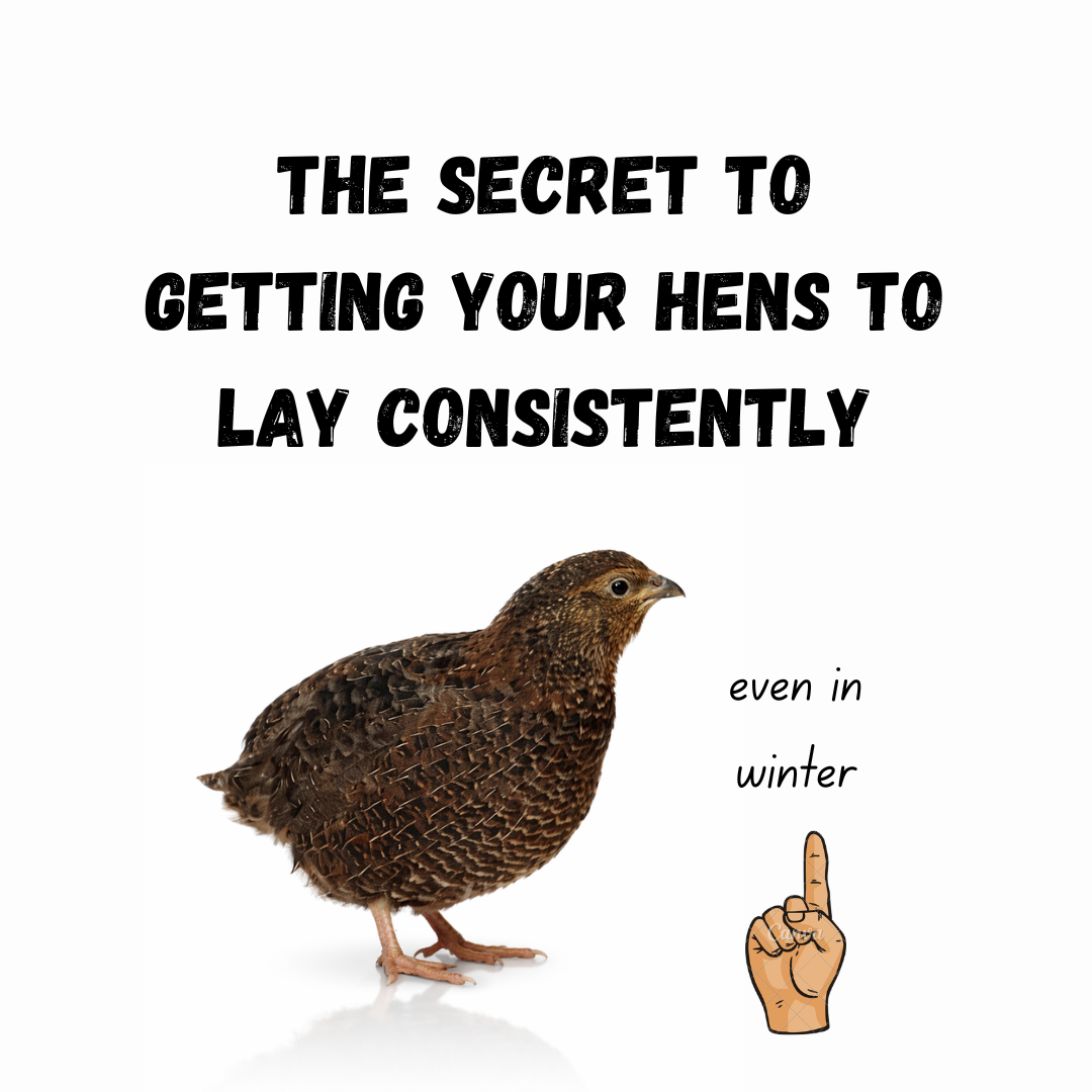 The Secret to Getting Your Hens to Lay Consistently