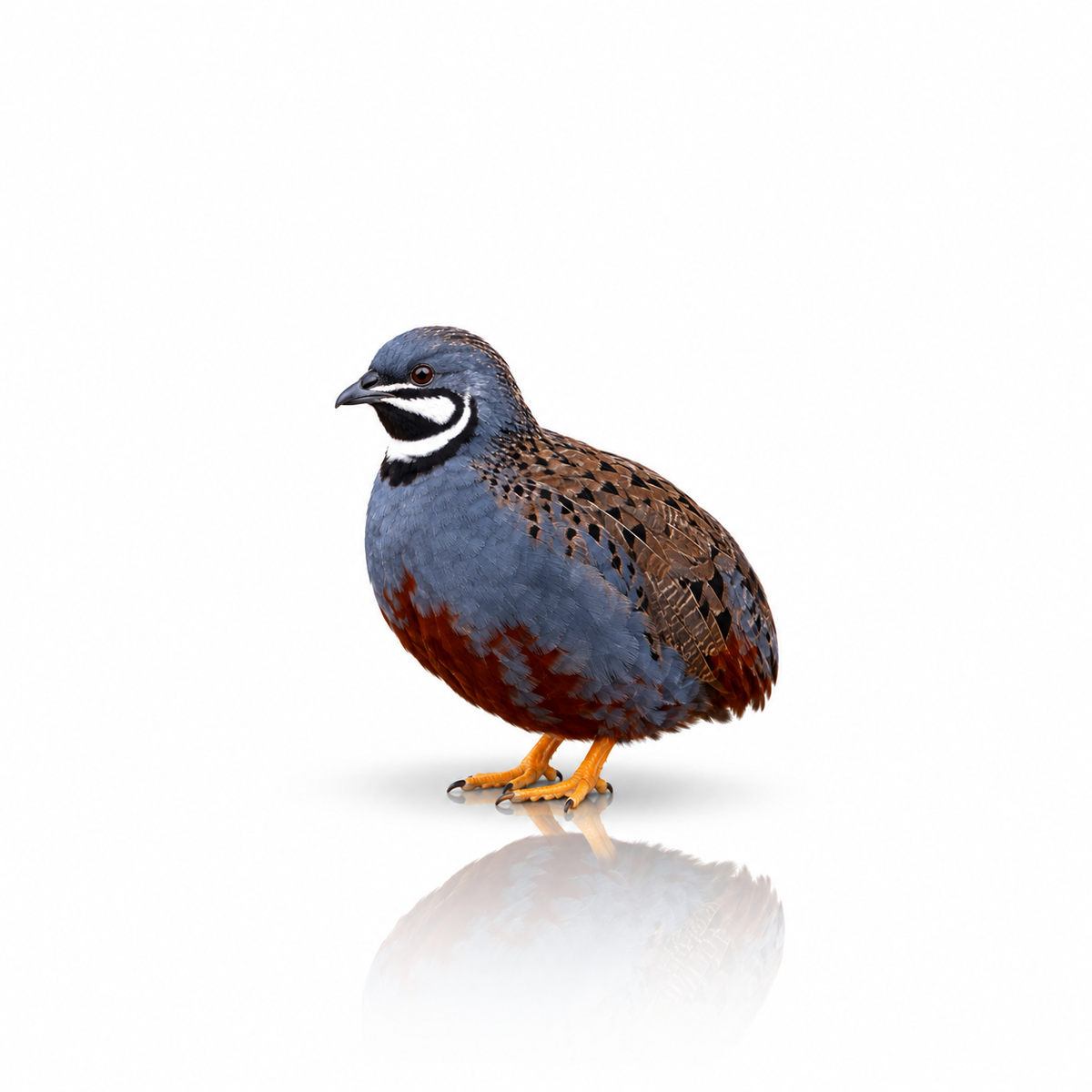 Male Button Quail