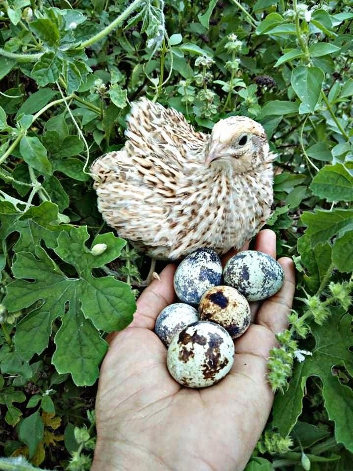 The Cutest Luxury Pet Your Child Will Ever Own