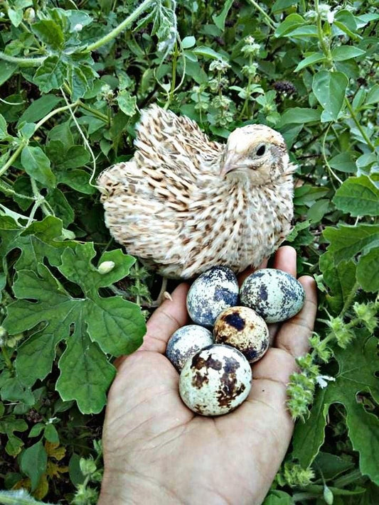 The Cutest Luxury Pet Your Child Will Ever Own