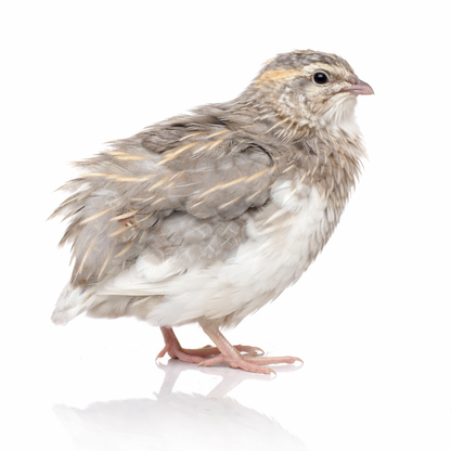 POL Jumbo Coturnix Quail Hens