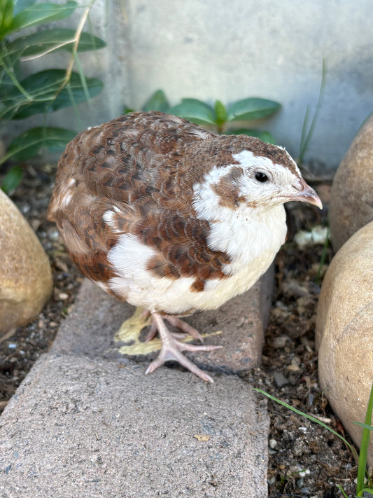Anna the Charmingly Quiet Quail
