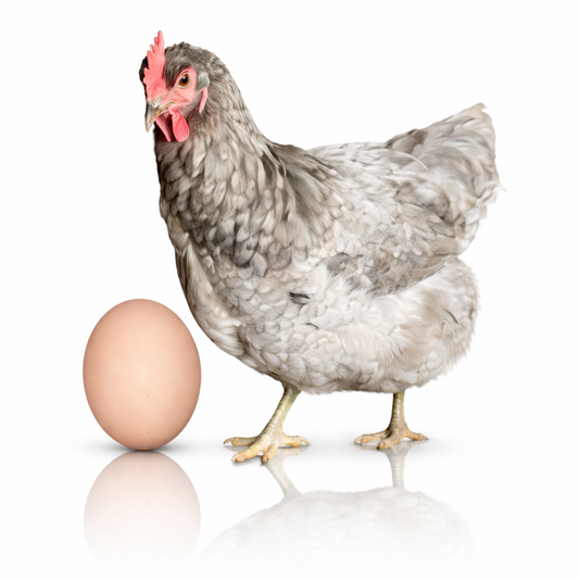 Jersey Giant Fertile Eggs