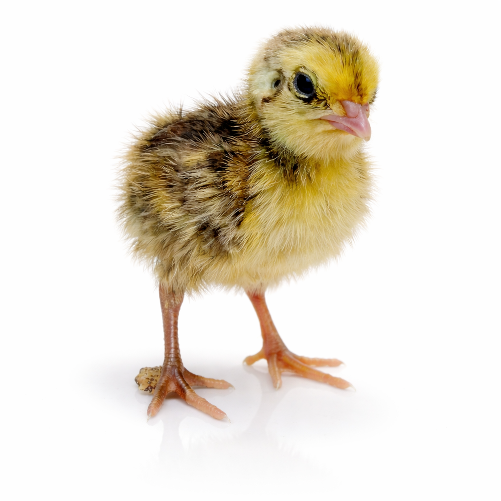Day Old Live Jumbo Coturnix Quail Chicks