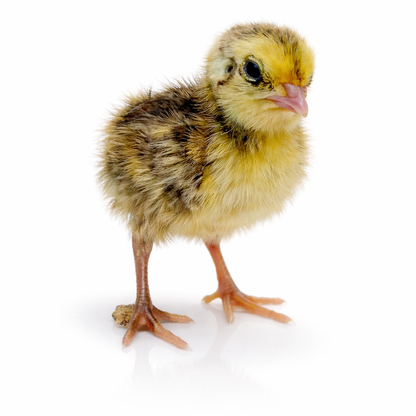 Day Old Live Jumbo Coturnix Quail Chicks