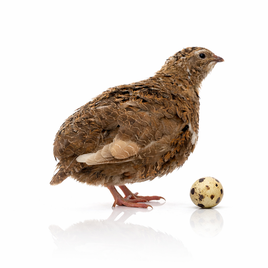 Fertile Jumbo Coturnix Quail Eggs
