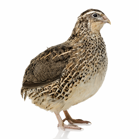 Normal Pharoah Jumbo Quail Hens