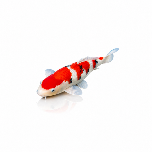 Assorted Koi (Standard)