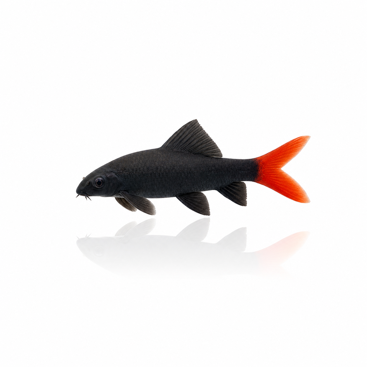 Rainbow Shark 40-50mm