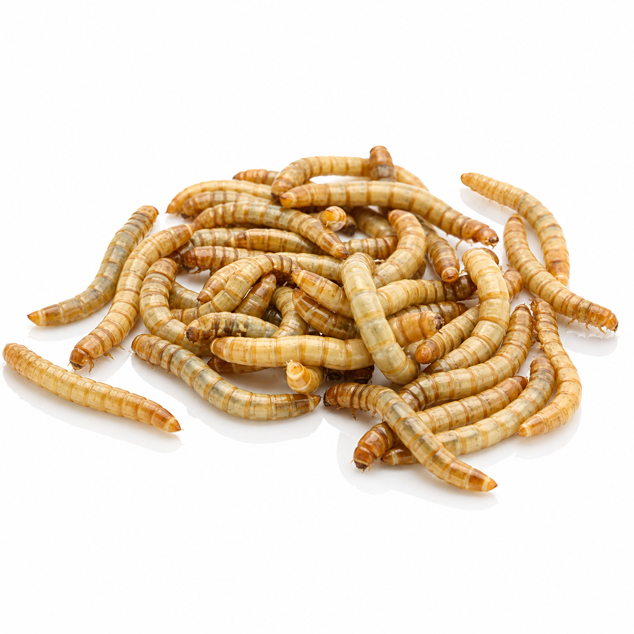 Mealworms