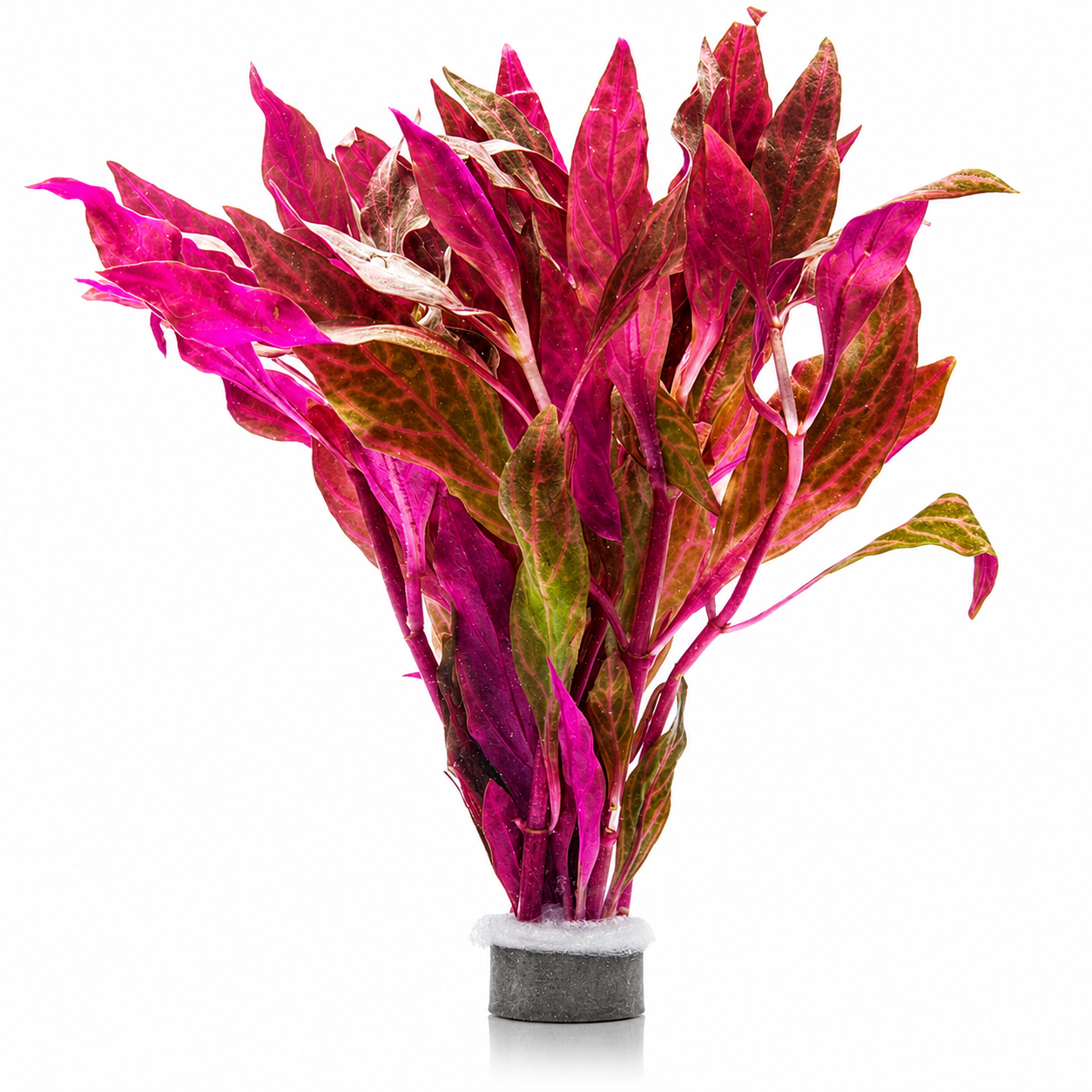 Alternanthera Pink (Josephs Coat) Potted