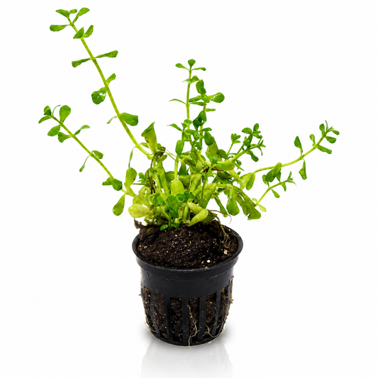 Bacopa Caroliniana Potted