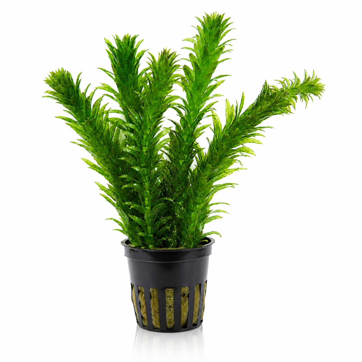 Elodea (Potted)