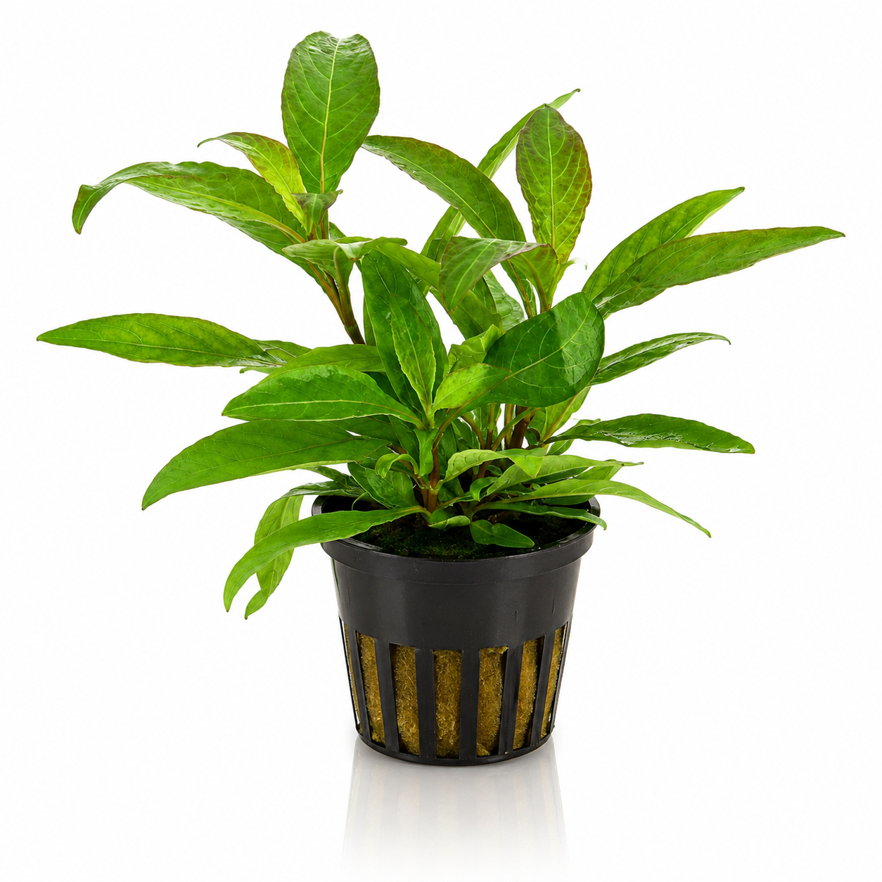 Hygrophila Corymbosa