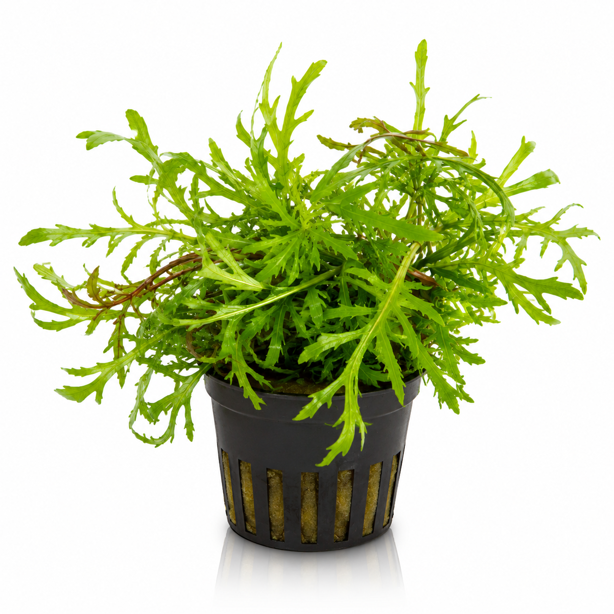 Hygrophila Difformis (Potted)