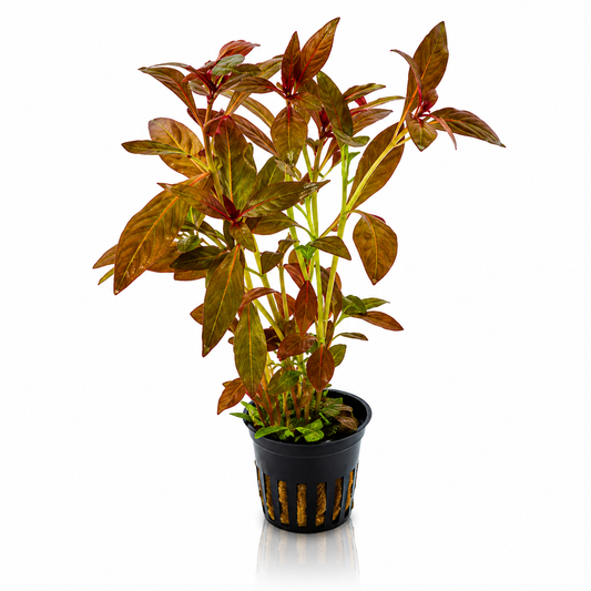 Ludwigia (Potted)