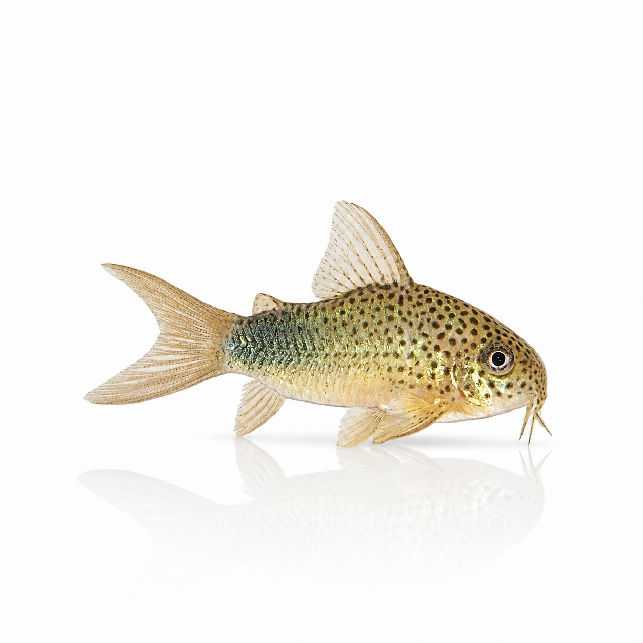 Similis Corydoras
