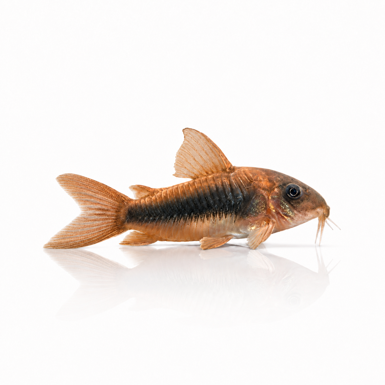 Bronze Corydoras