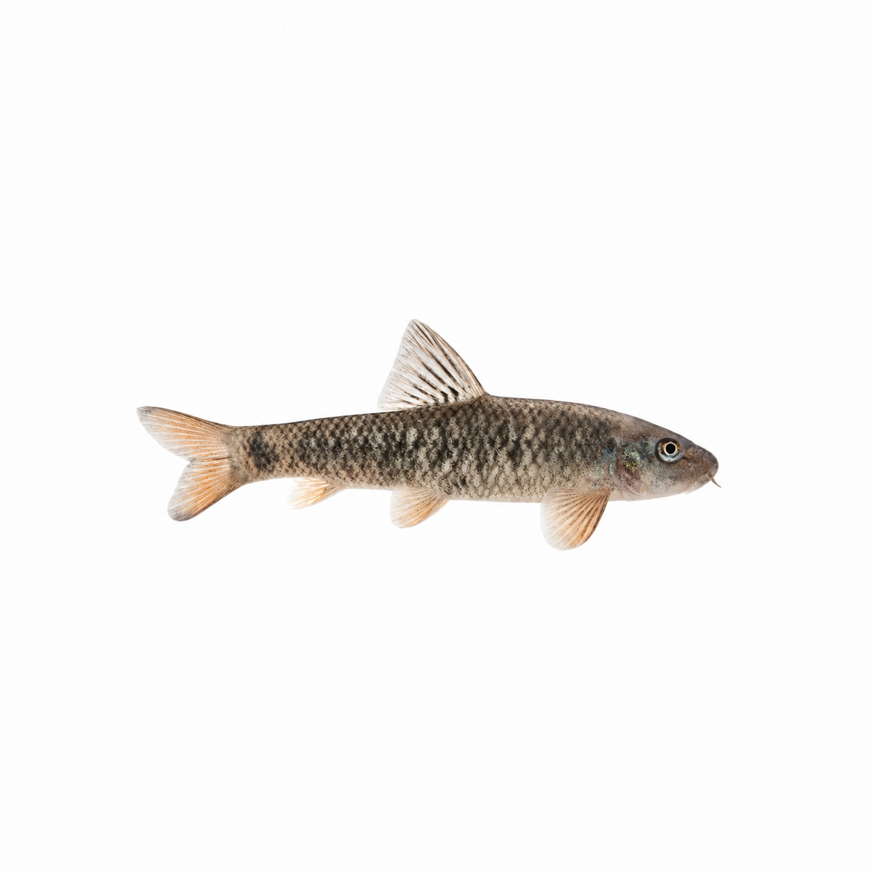 Garra Rufa Catfish
