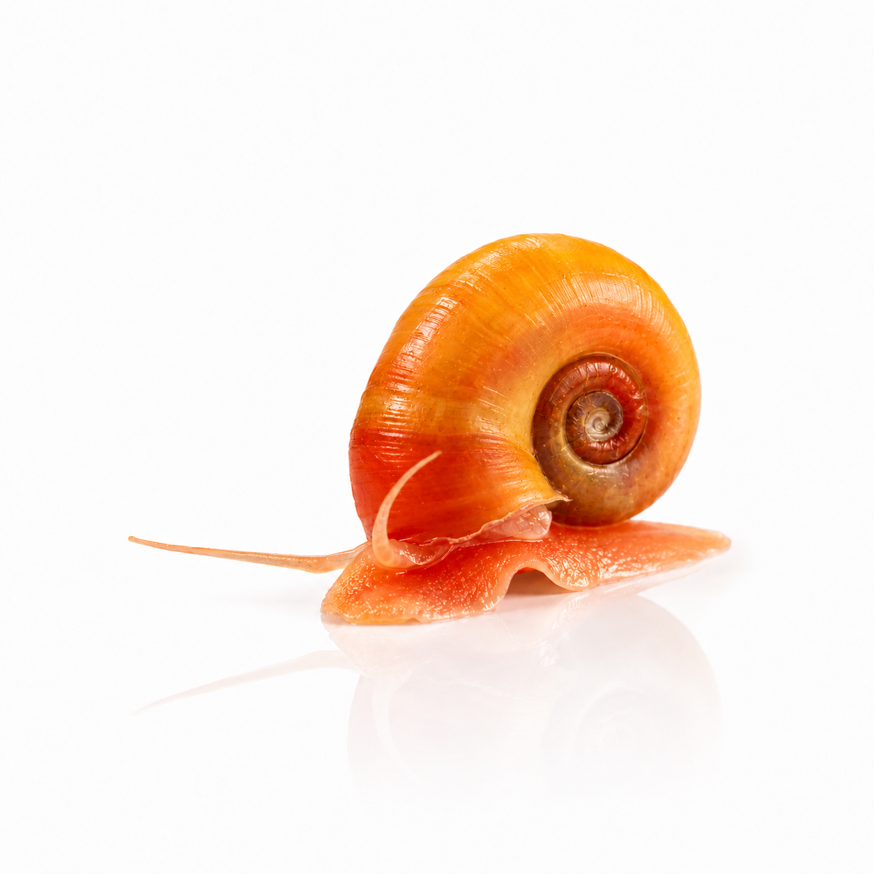 Ramshorn Snail