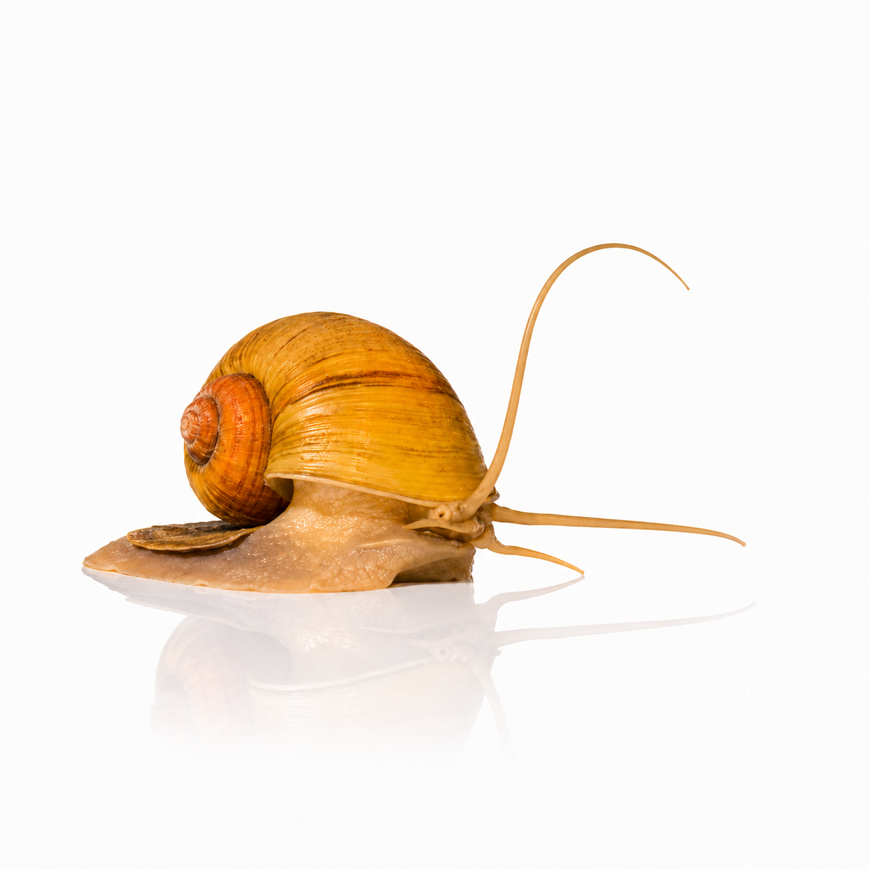 Apple Snails