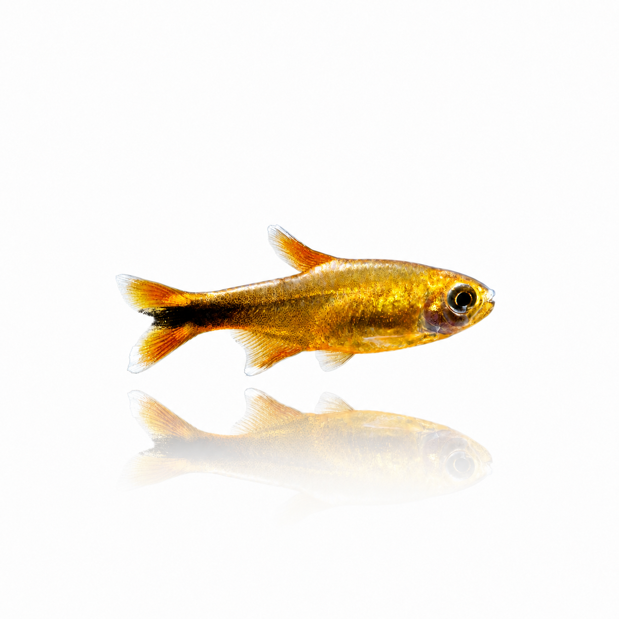 Silvertip Tetra