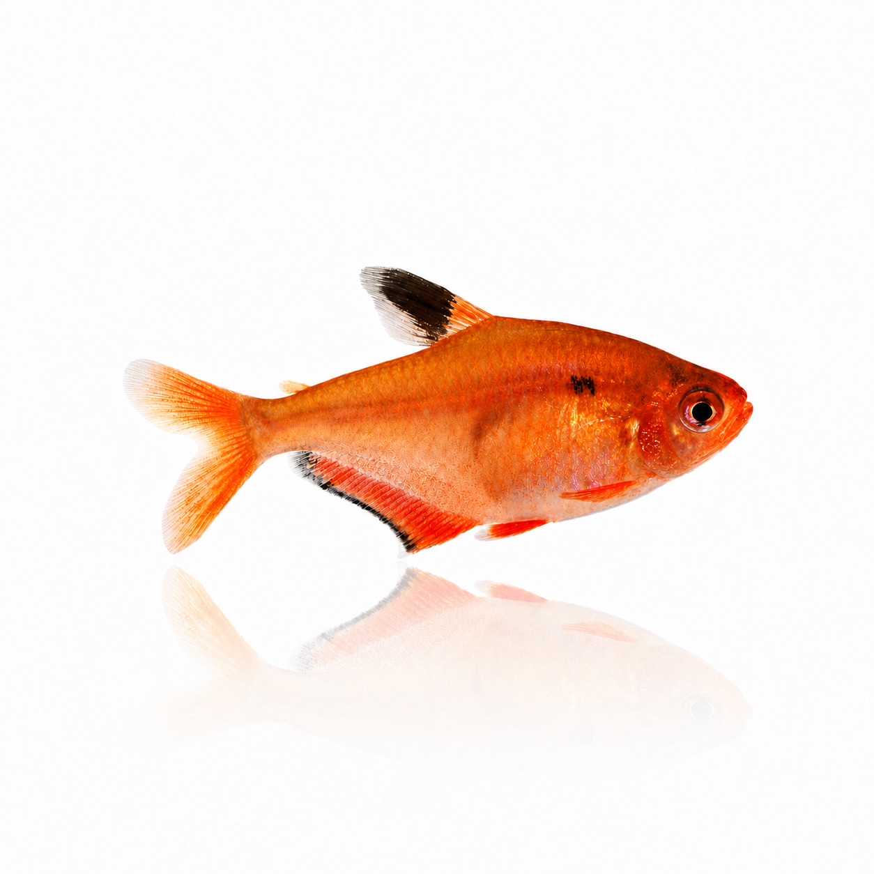 Serpae Tetra