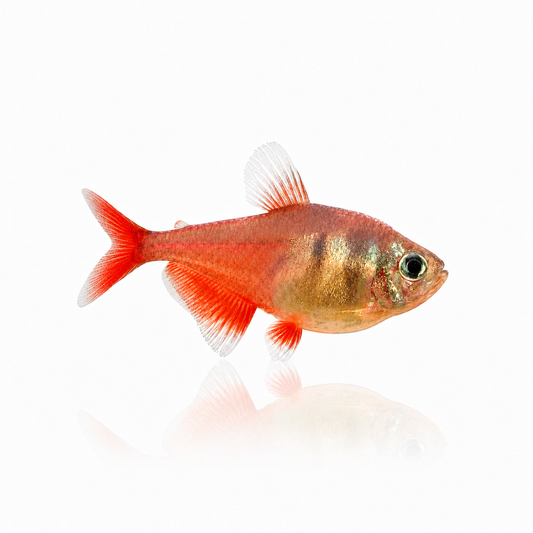 Rio Tetra