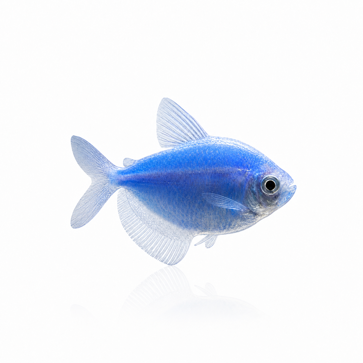 Blue Fluorescent Widow Tetra
