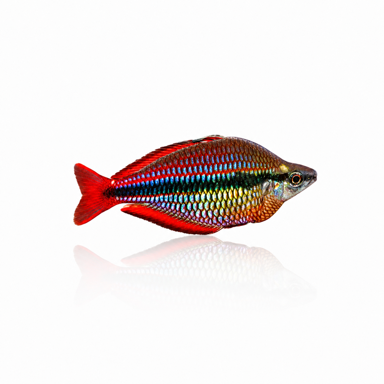 Banded Rainbow Fish