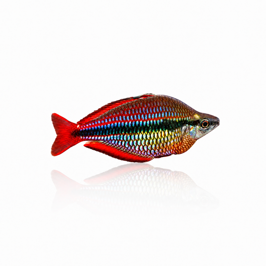 Banded Rainbow Fish