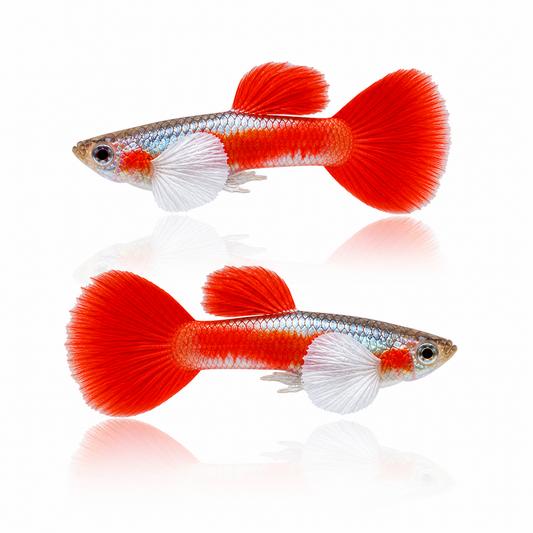 Dwarf Santa Guppy Males