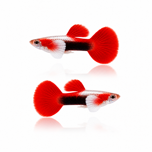 Red Tuxedo Guppy Males