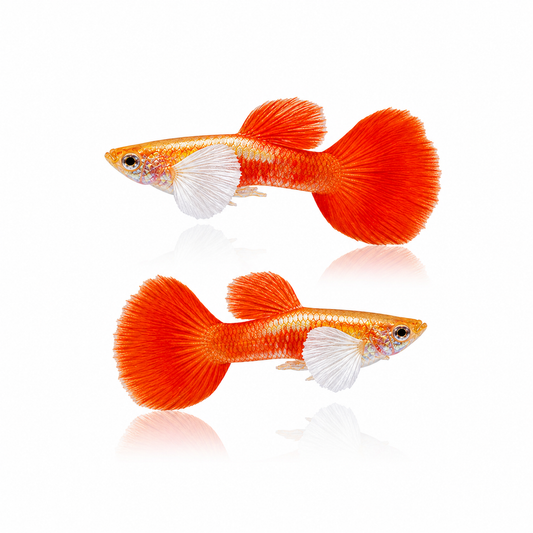 Red Blond Guppy Males