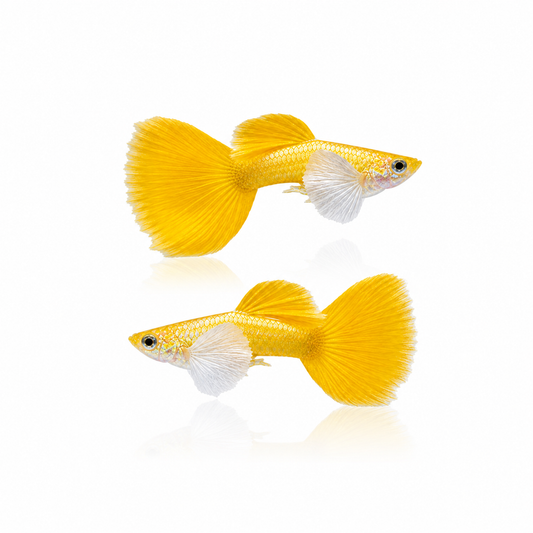 Dumbo 24K Gold Guppy Males