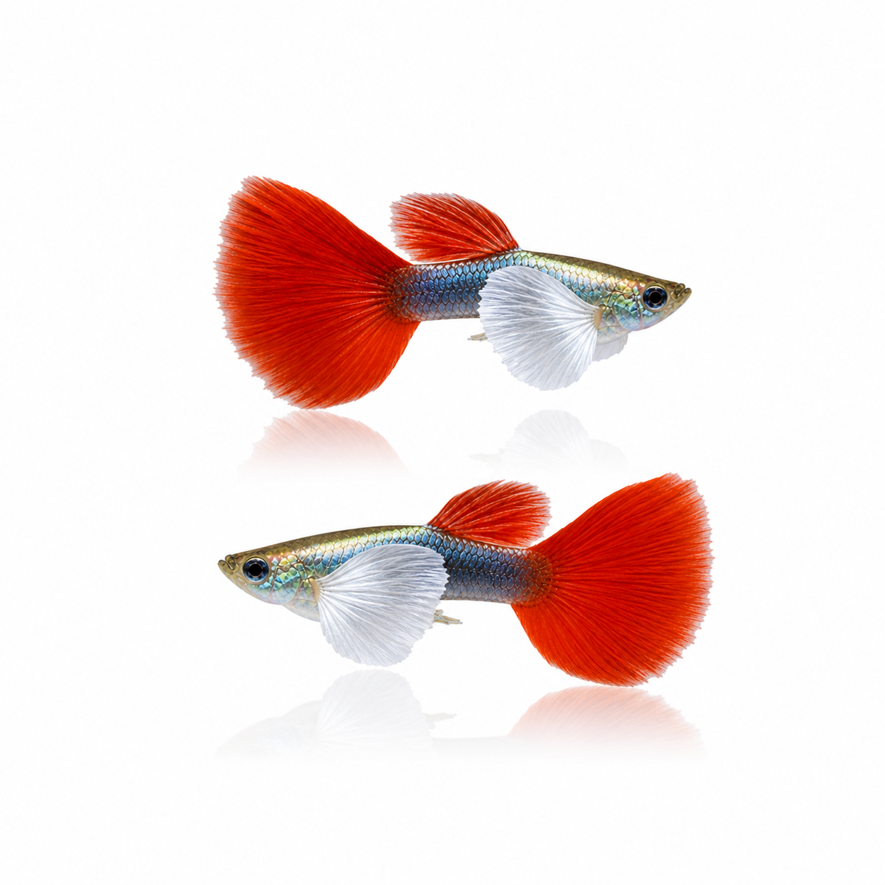 Dumbo Redtail Guppy Males